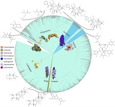 Editorial: Plant-derived natural compounds in drug discovery: The prism perspective between plant phylogeny, chemical composition, and medicinal efficacy, volume II